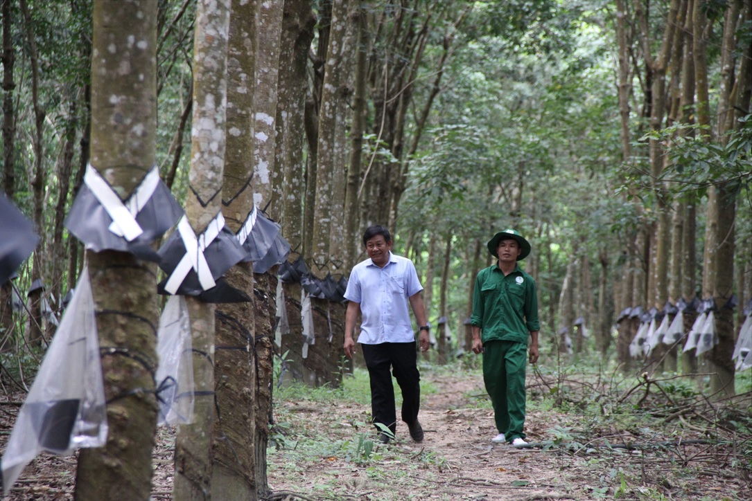 Cây hy vọng ở Tây Nguyên
